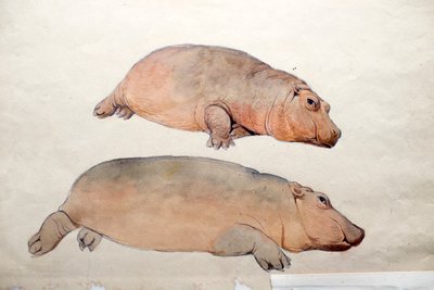 Obaysch, ca. 1850 von Joseph Wolf